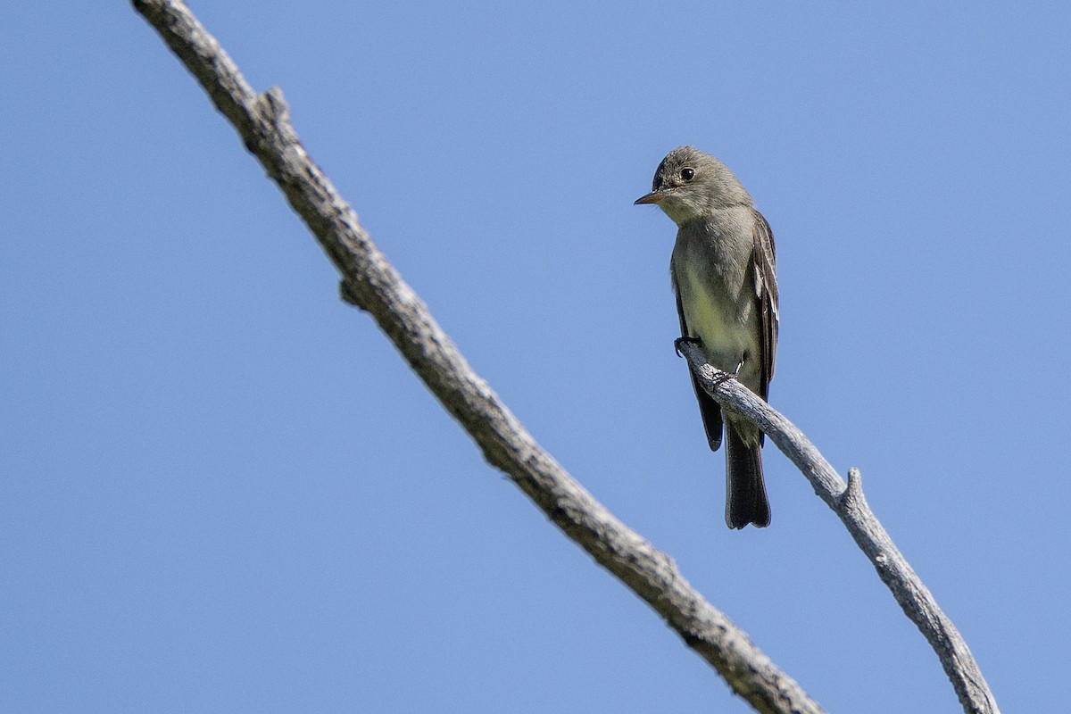 Western Wood-Pewee - ML619857403