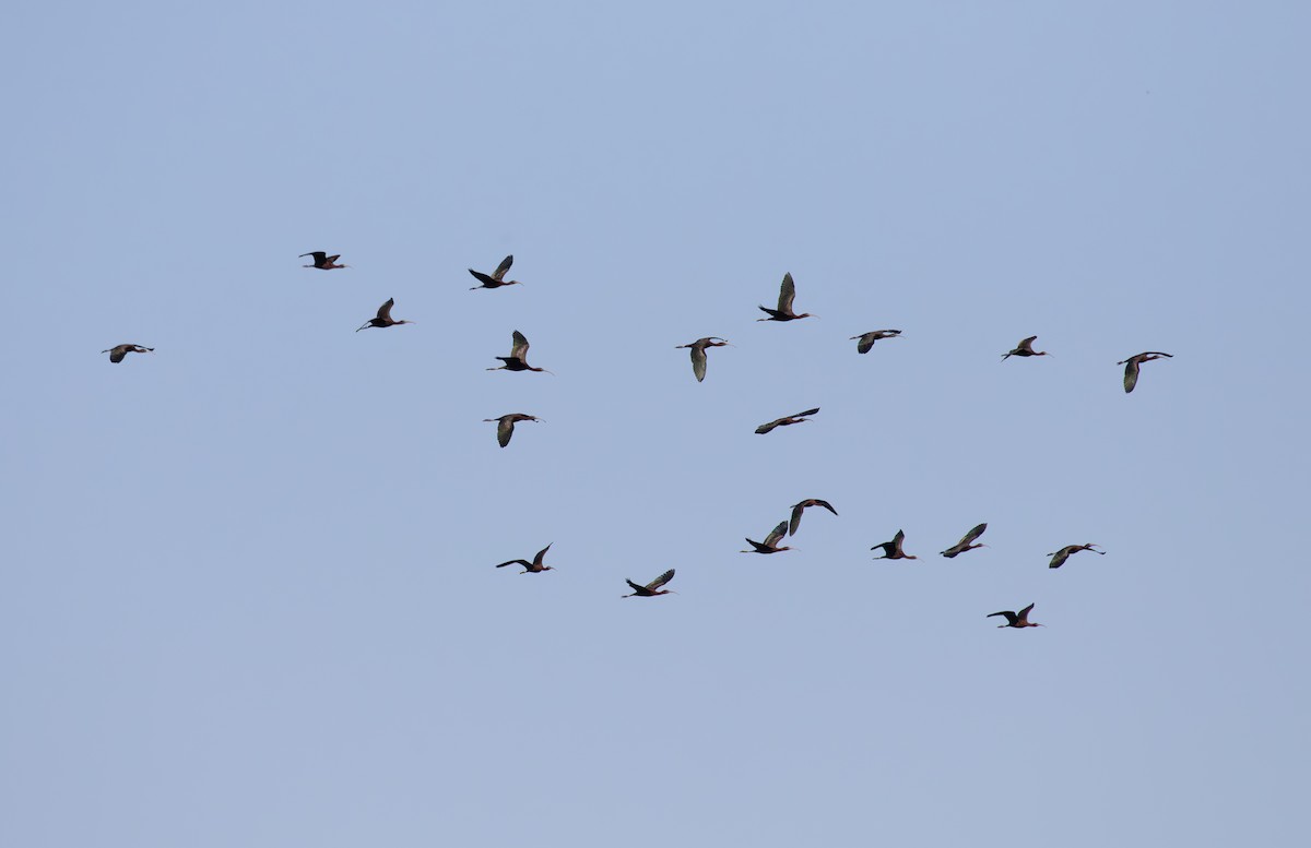 ibis hnědý - ML619857420