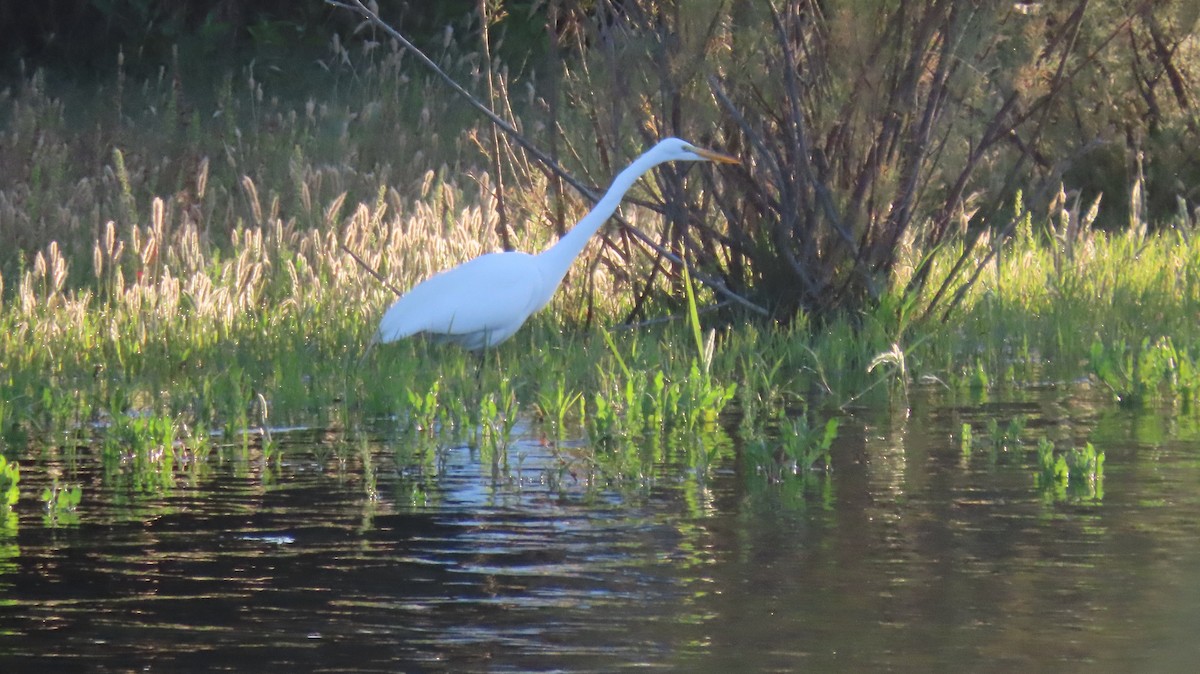 Great Egret - ML619857426