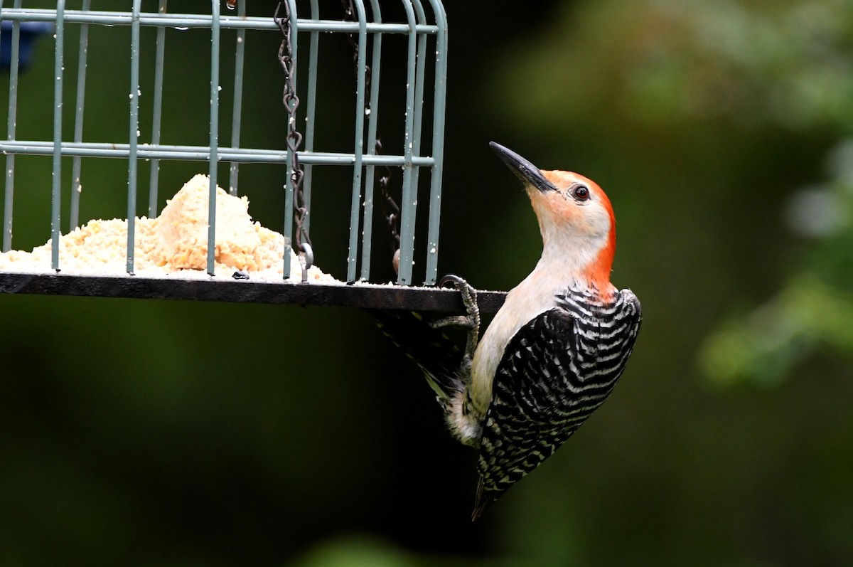 Red-bellied Woodpecker - ML619857446