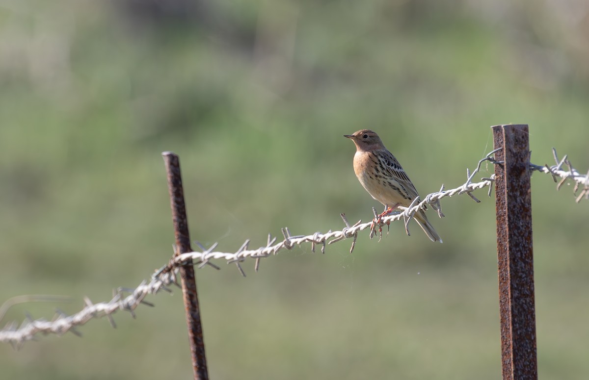 Red-throated Pipit - ML619857451
