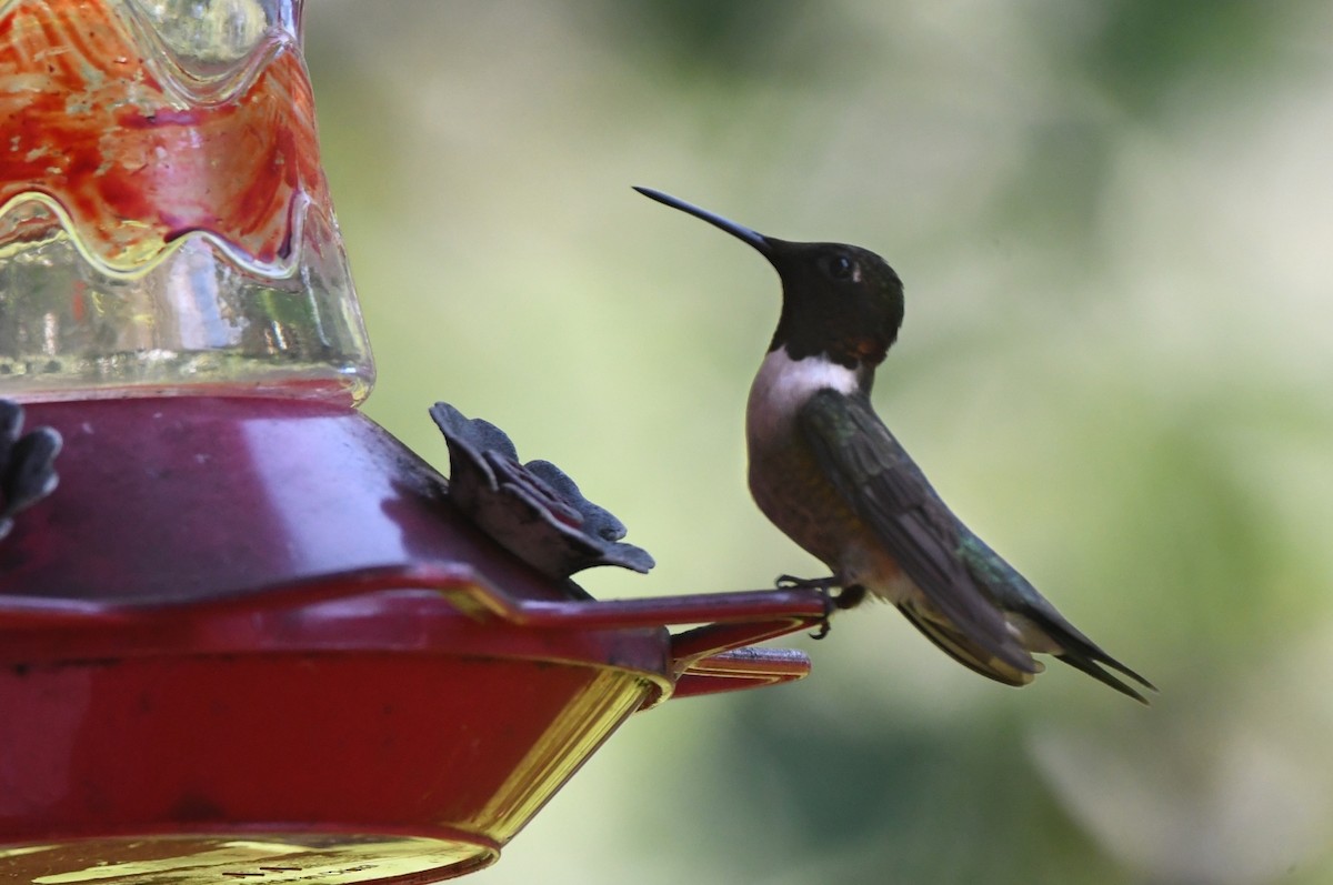Ruby-throated Hummingbird - ML619857472