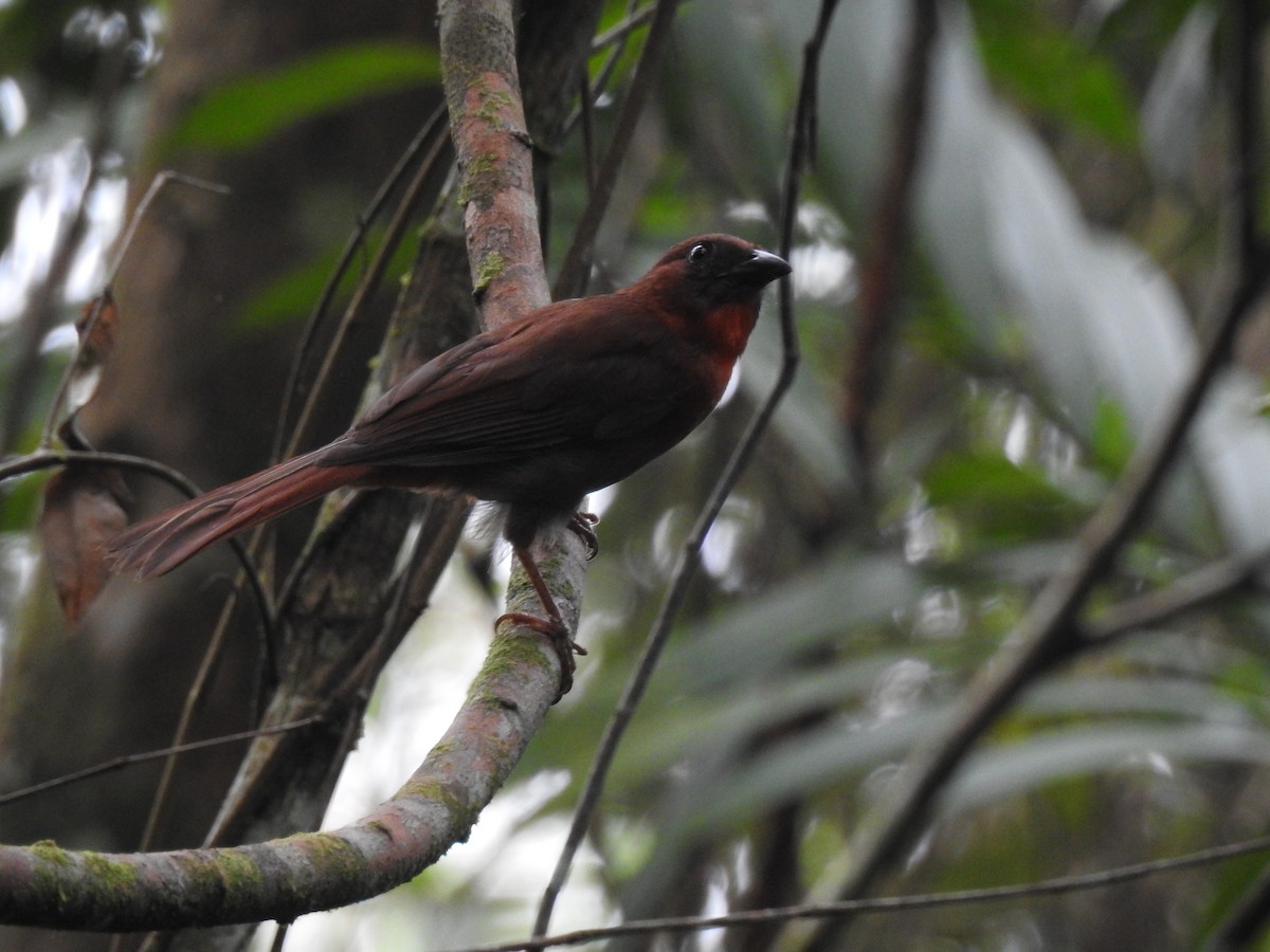 Red-throated Ant-Tanager - ML619857486