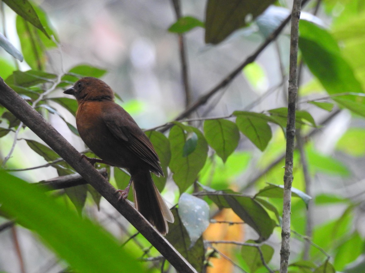 Red-throated Ant-Tanager - ML619857487