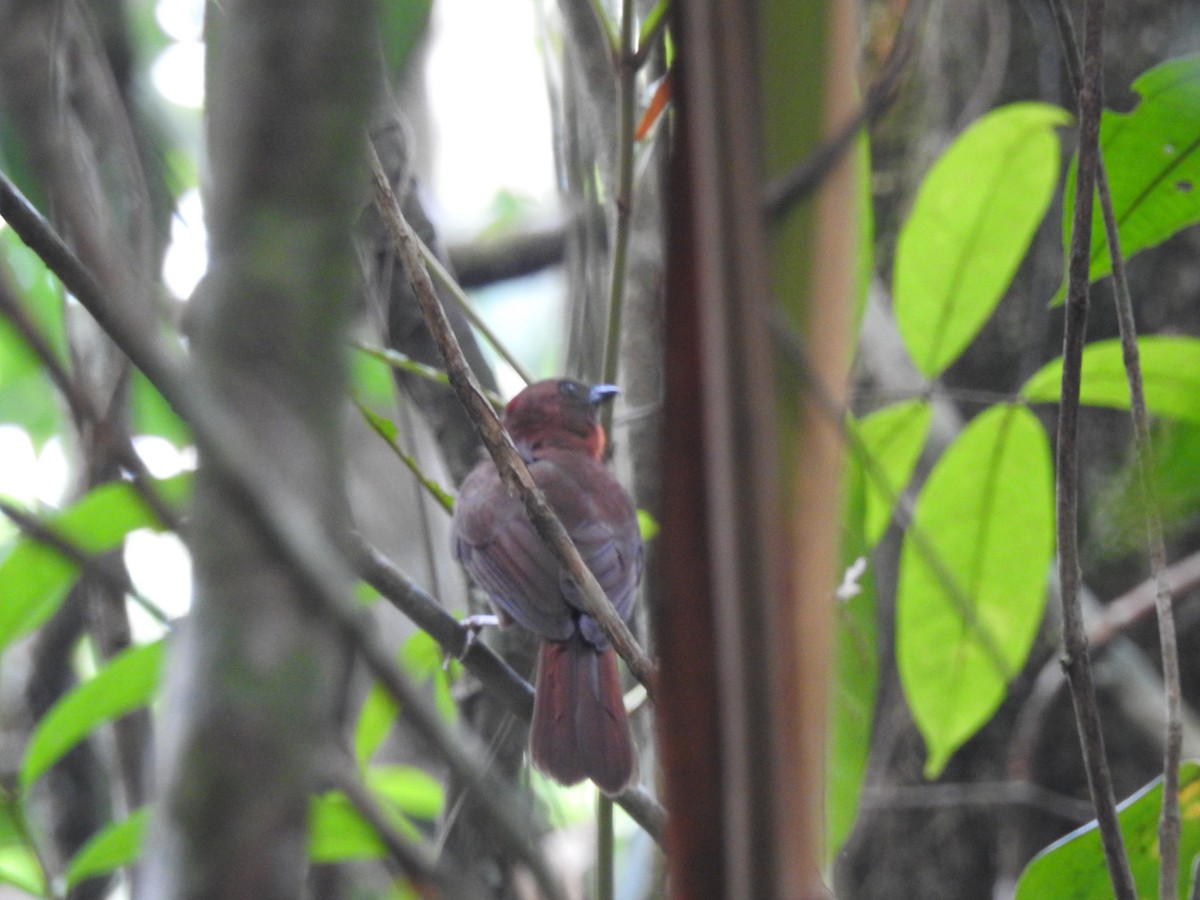 Red-throated Ant-Tanager - ML619857488