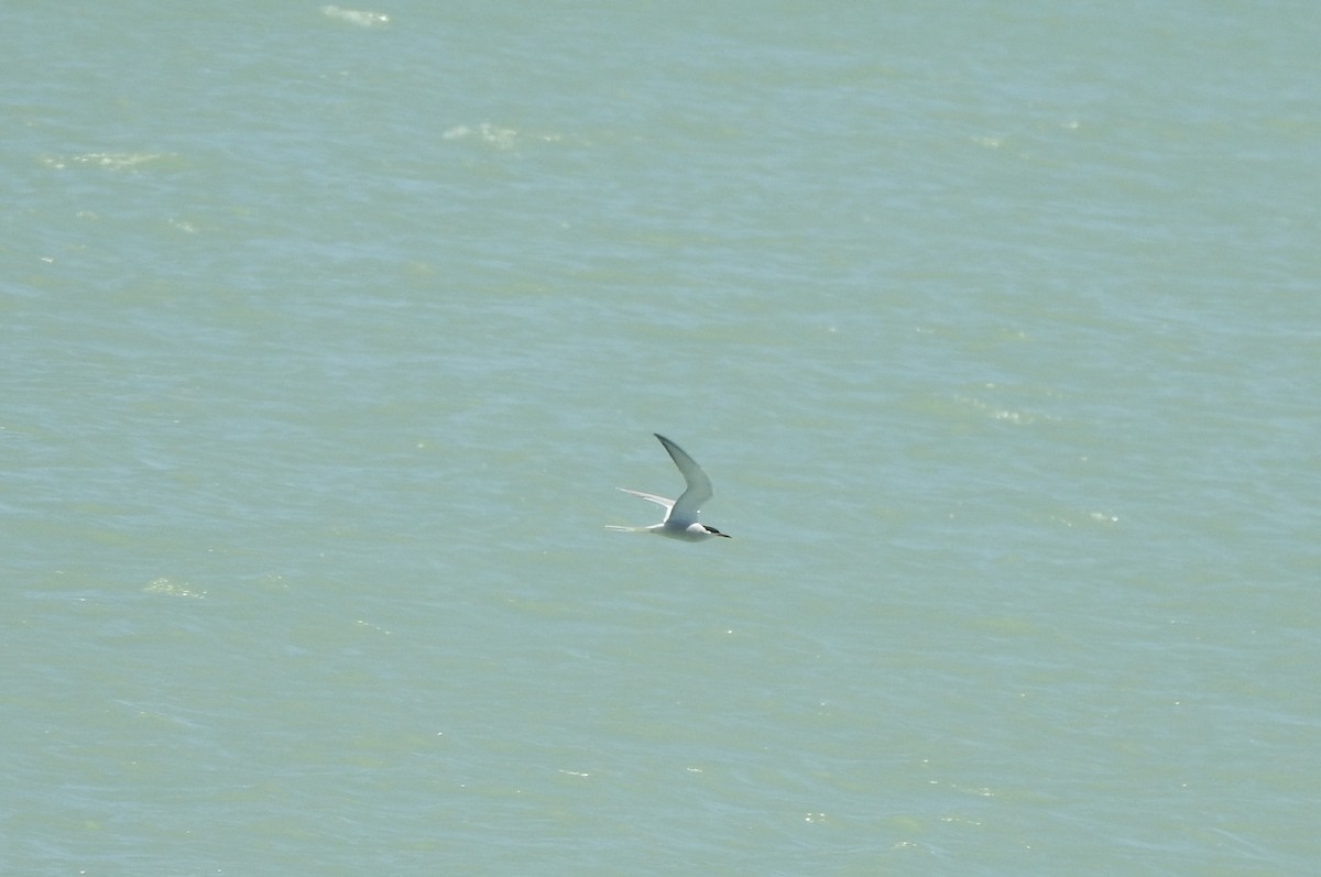 Common Tern - ML619857505