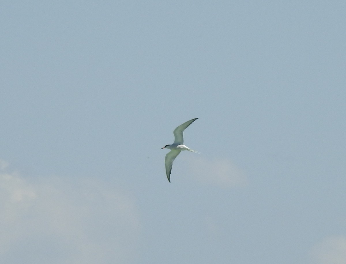Common Tern - ML619857506