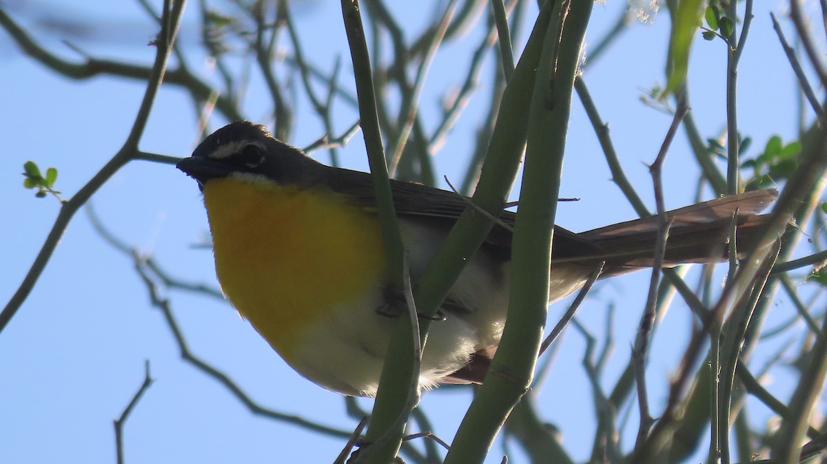 Yellow-breasted Chat - ML619857508