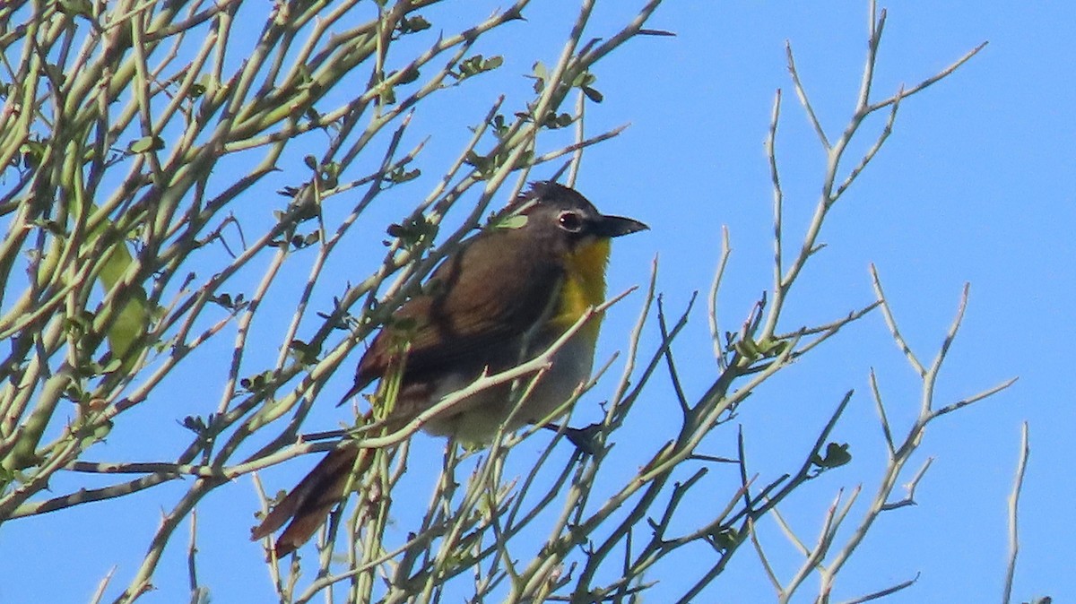 Yellow-breasted Chat - ML619857509