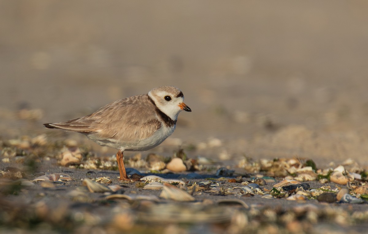 Piping Plover - ML619857511