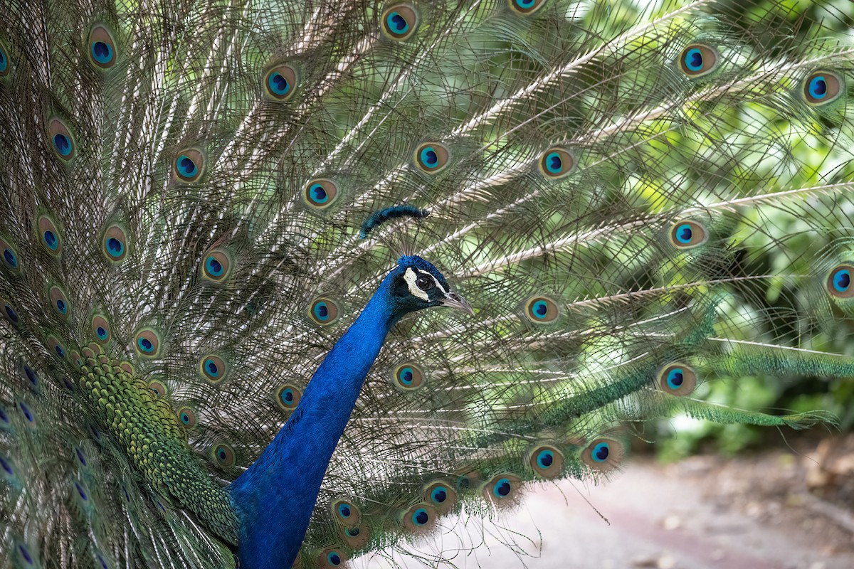 Indian Peafowl (Domestic type) - ML619857517