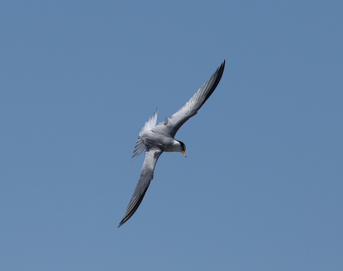 Least Tern - ML619857528