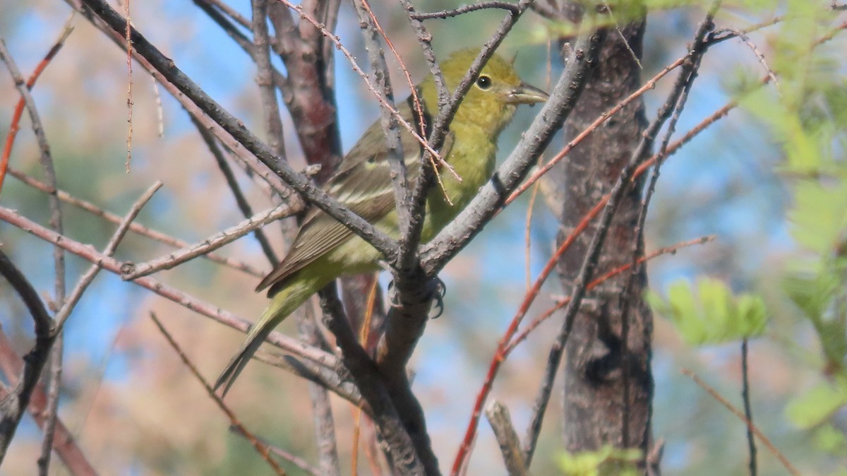 Western Tanager - ML619857541