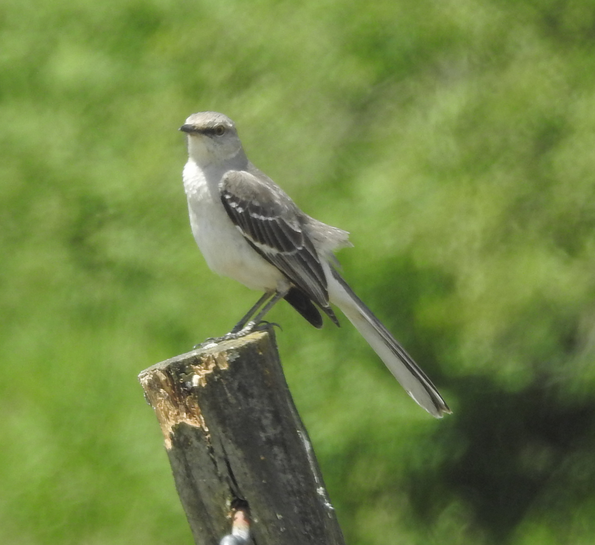 Northern Mockingbird - Barbara Putnam