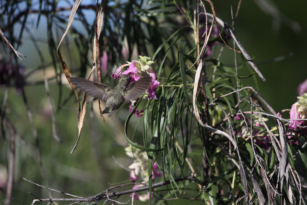 Anna's Hummingbird - ML619857556