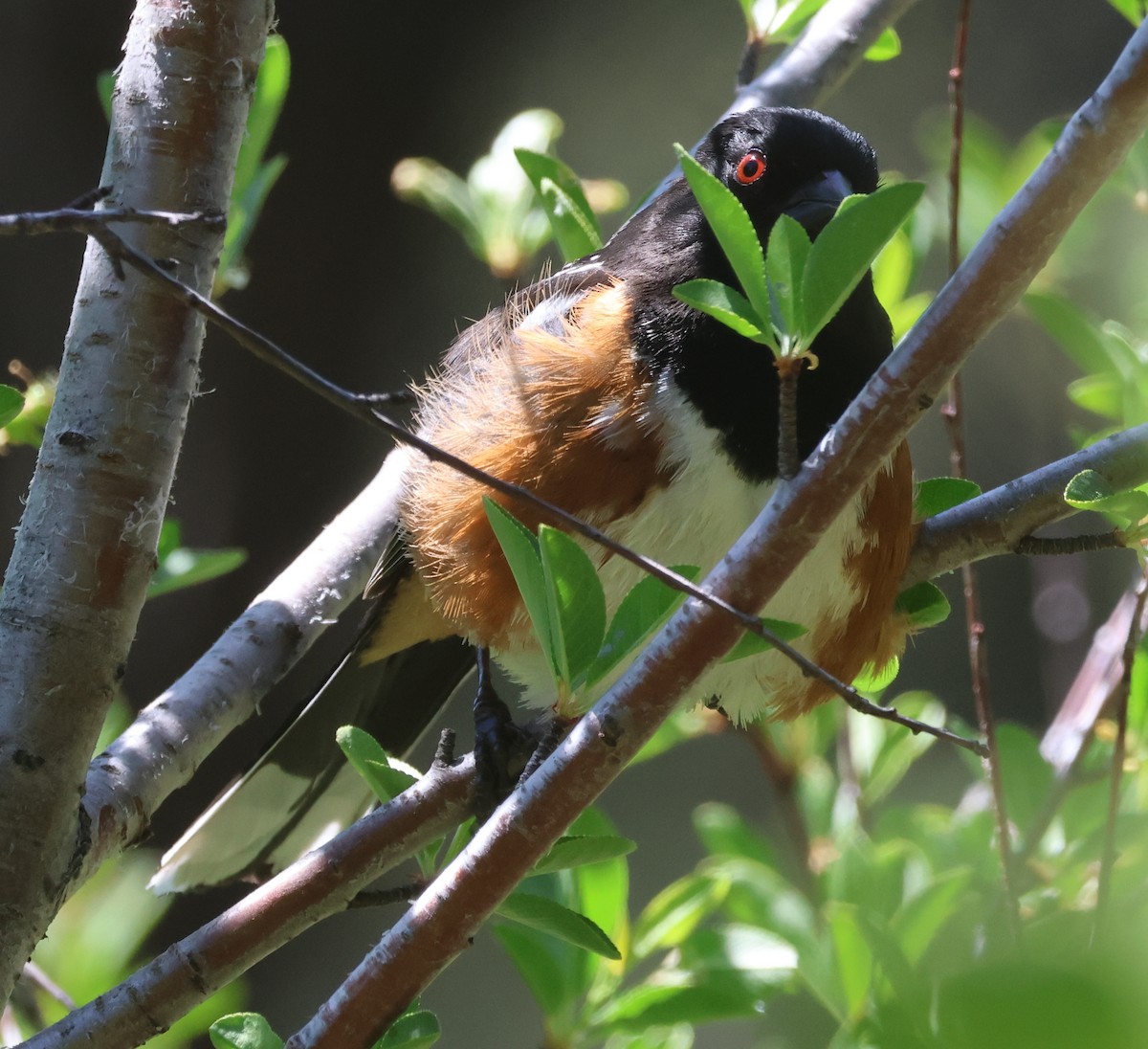 Spotted Towhee - ML619857570