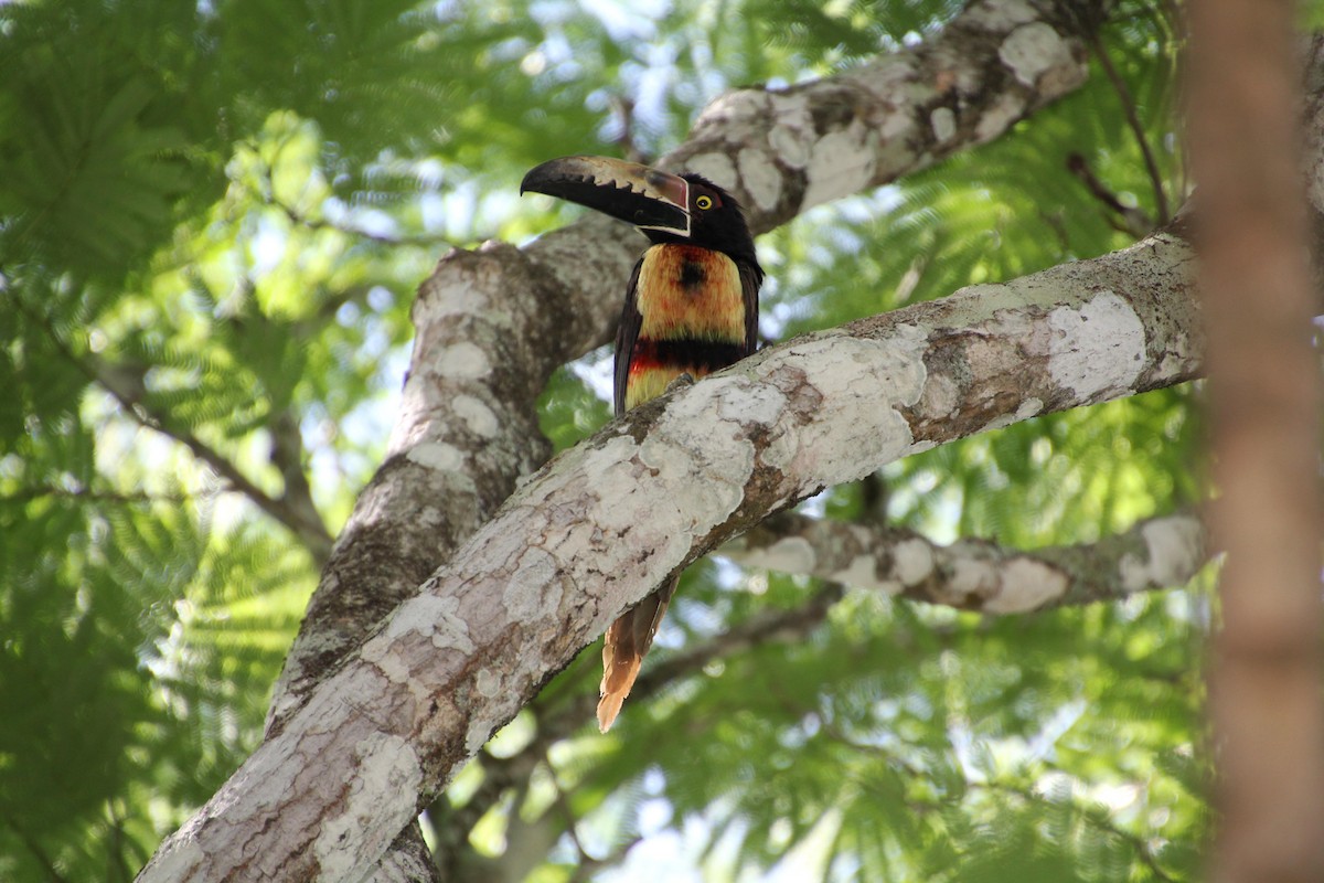 Collared Aracari - ML619857599