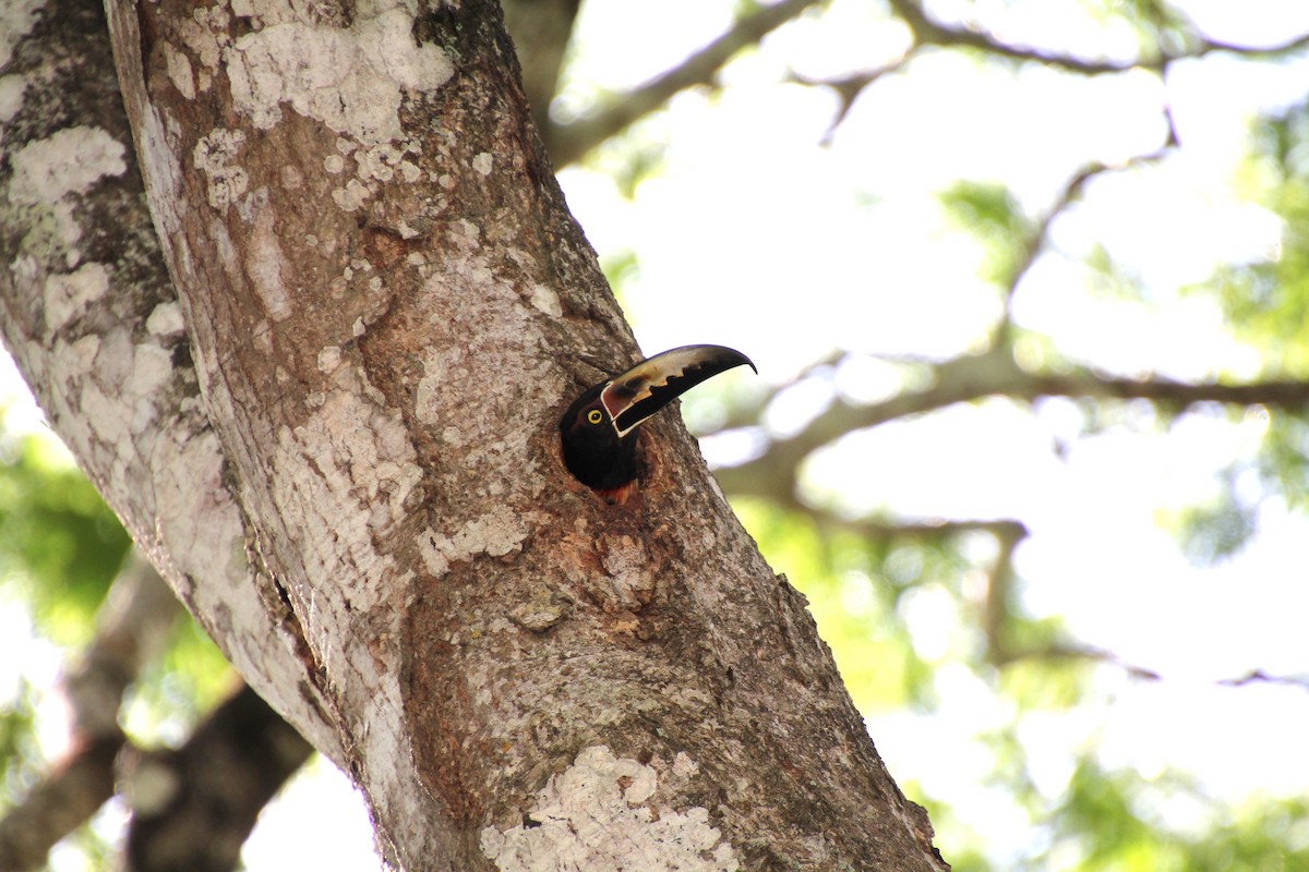 Collared Aracari - ML619857616