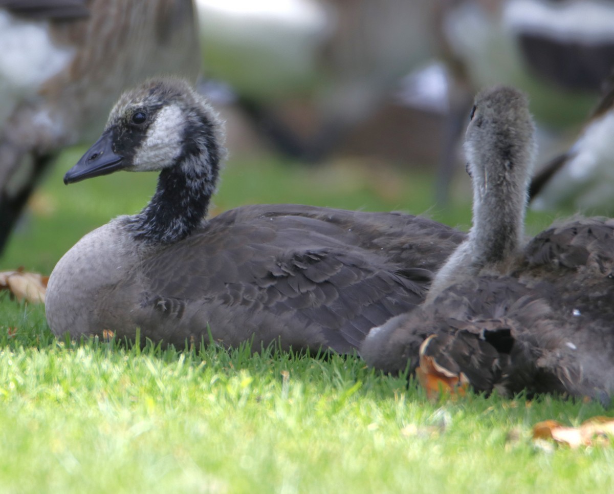 Canada Goose - ML619857626