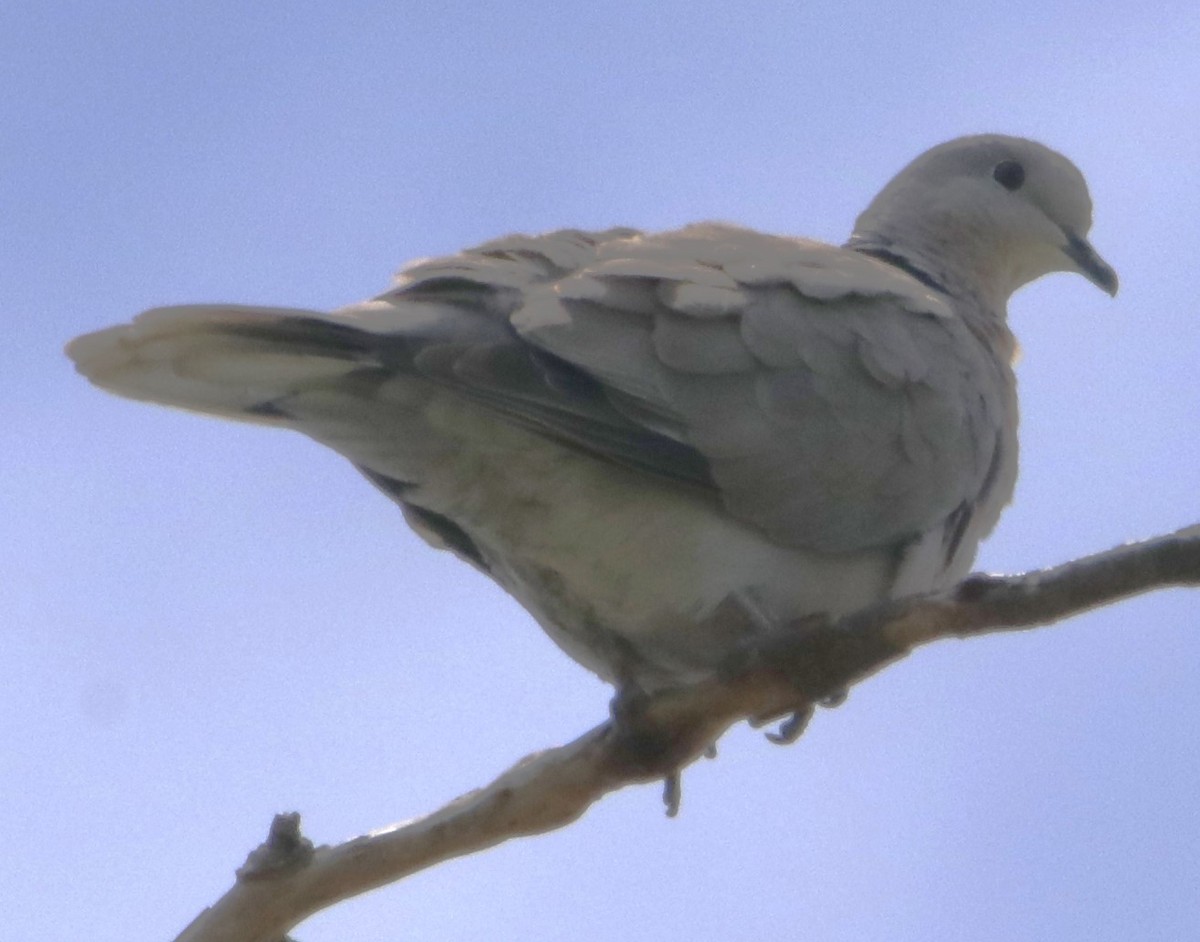 Eurasian Collared-Dove - ML619857647
