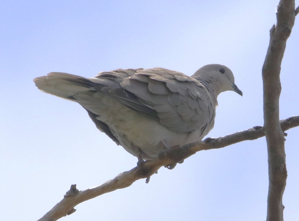 Eurasian Collared-Dove - ML619857648