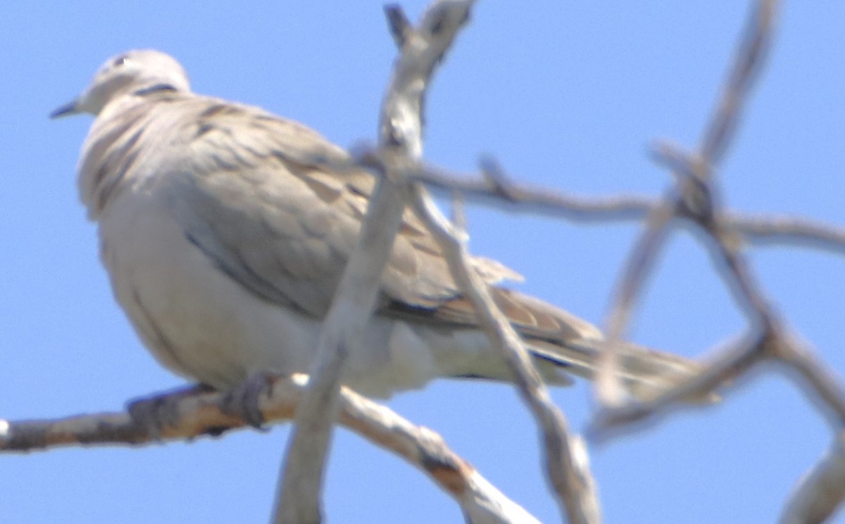 Eurasian Collared-Dove - ML619857649