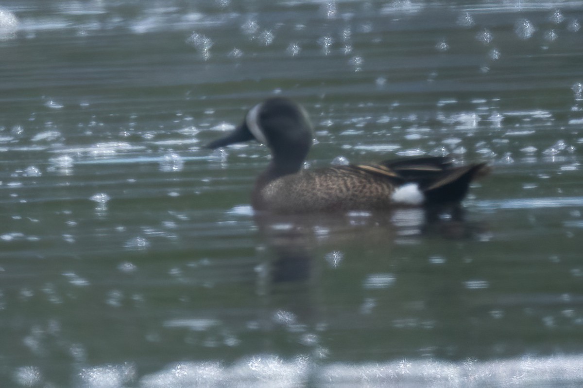Blue-winged Teal - ML619857712