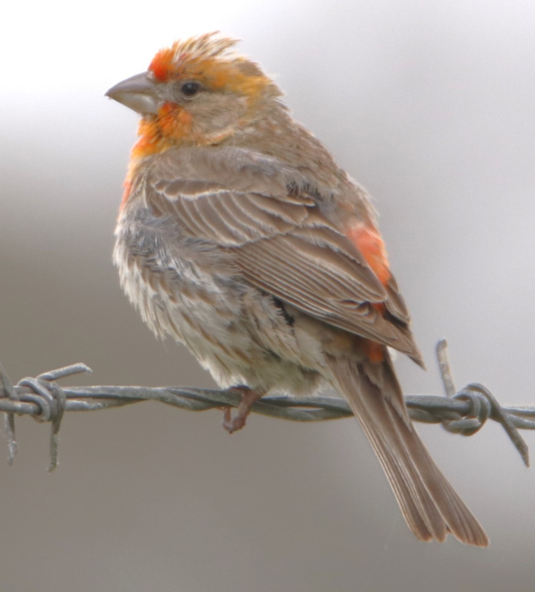 House Finch - ML619857715