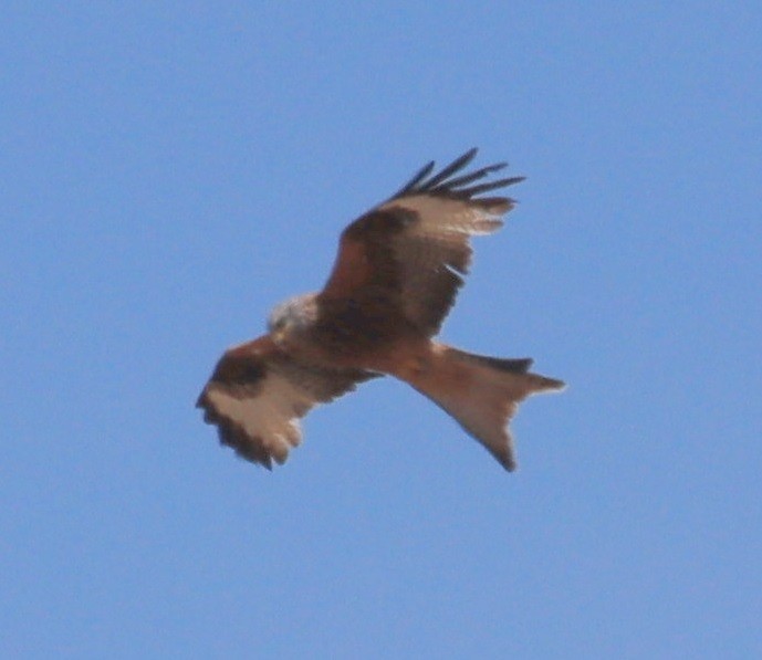 Red Kite - ML619857744