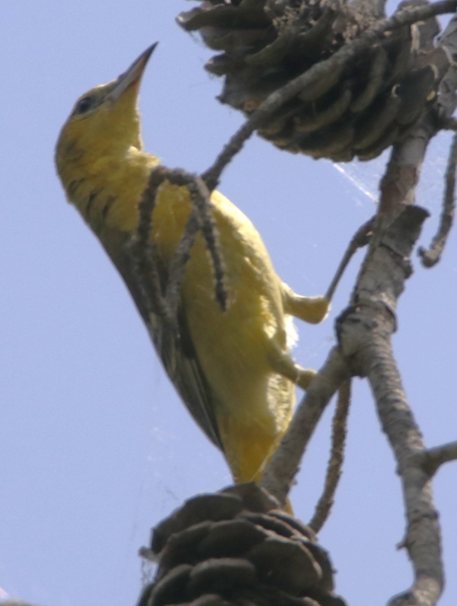 Hooded Oriole - ML619857746