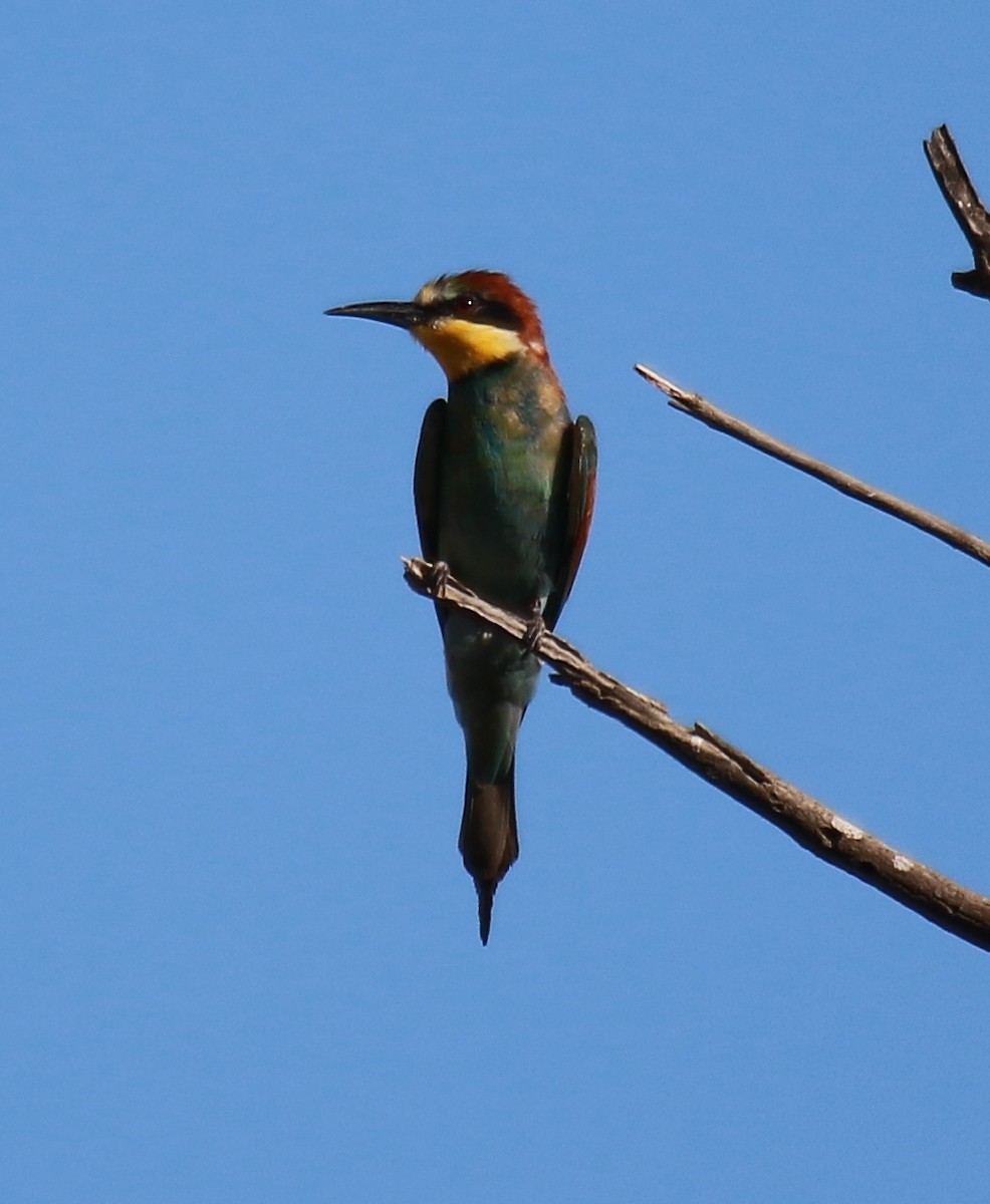 European Bee-eater - ML619857761
