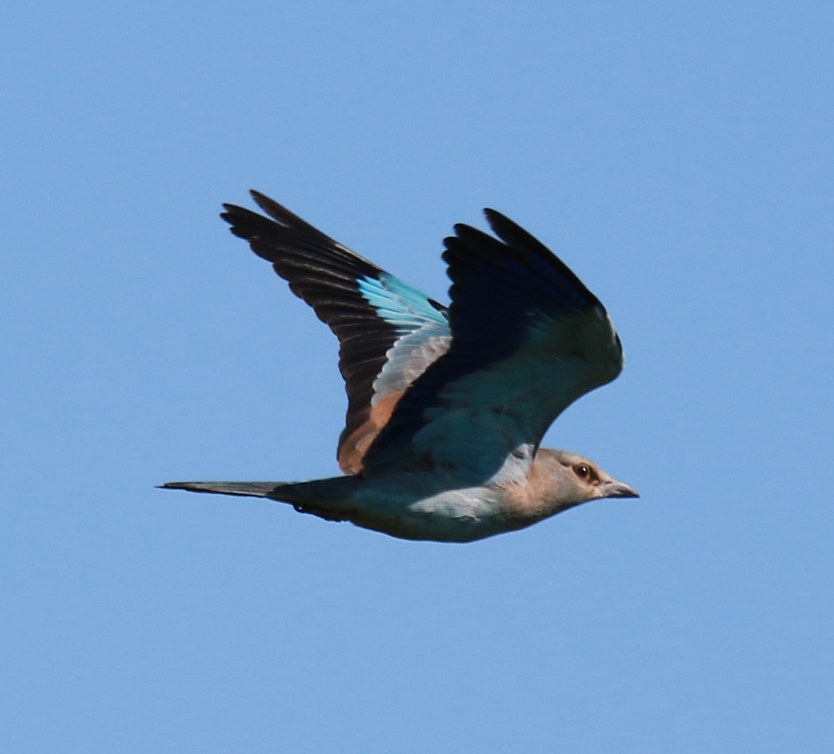 European Roller - ML619857765