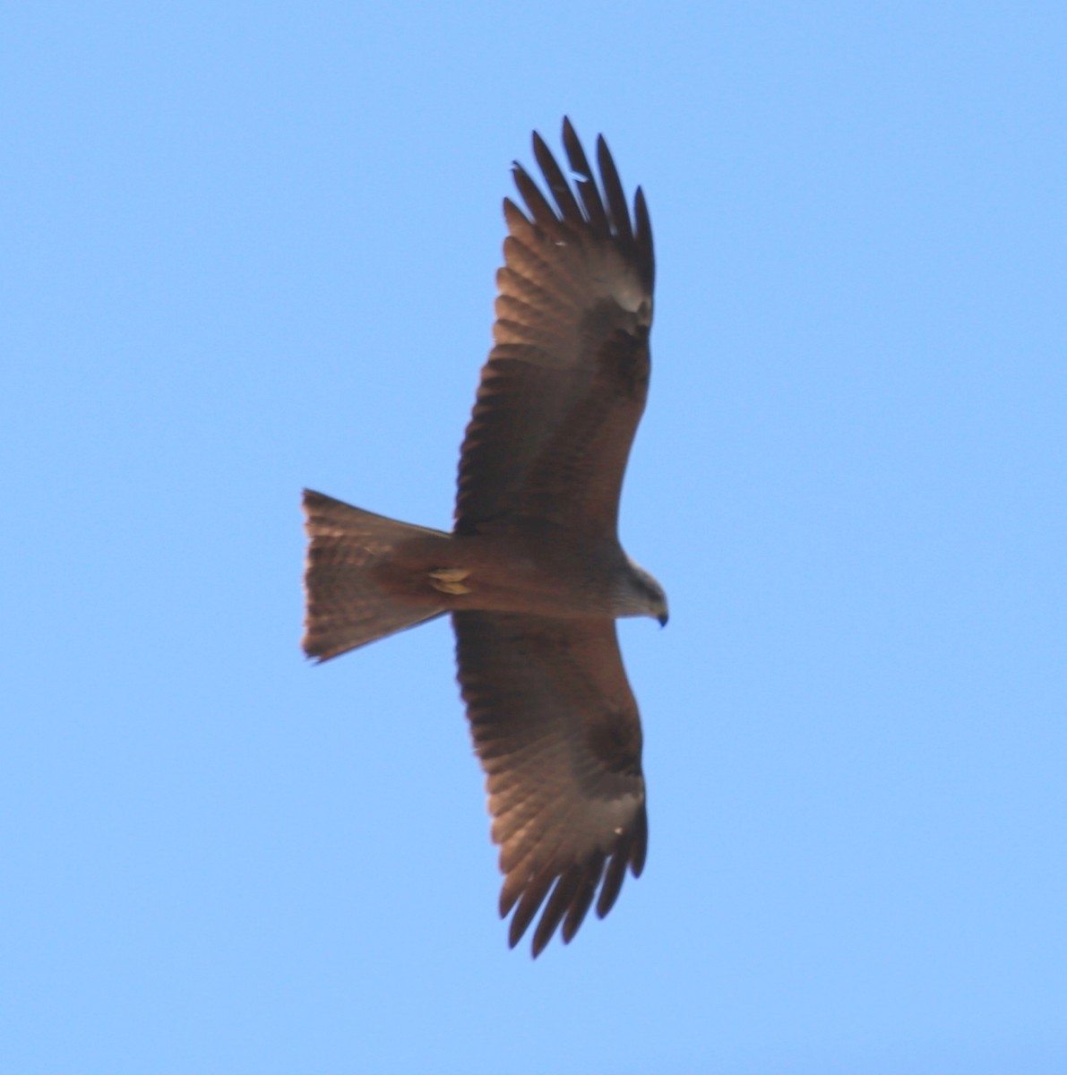 Сохор элээ - ML619857766