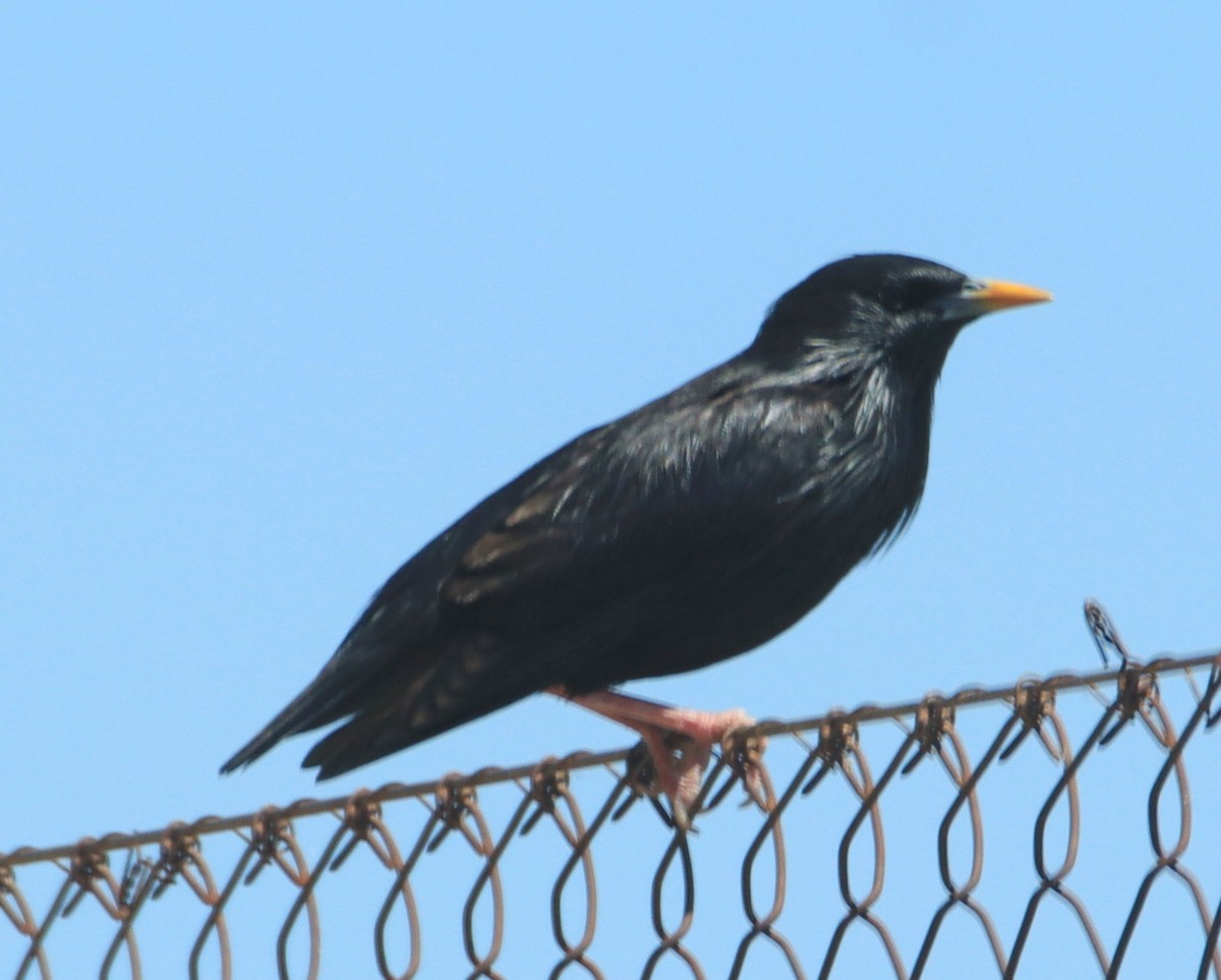 Spotless Starling - ML619857774