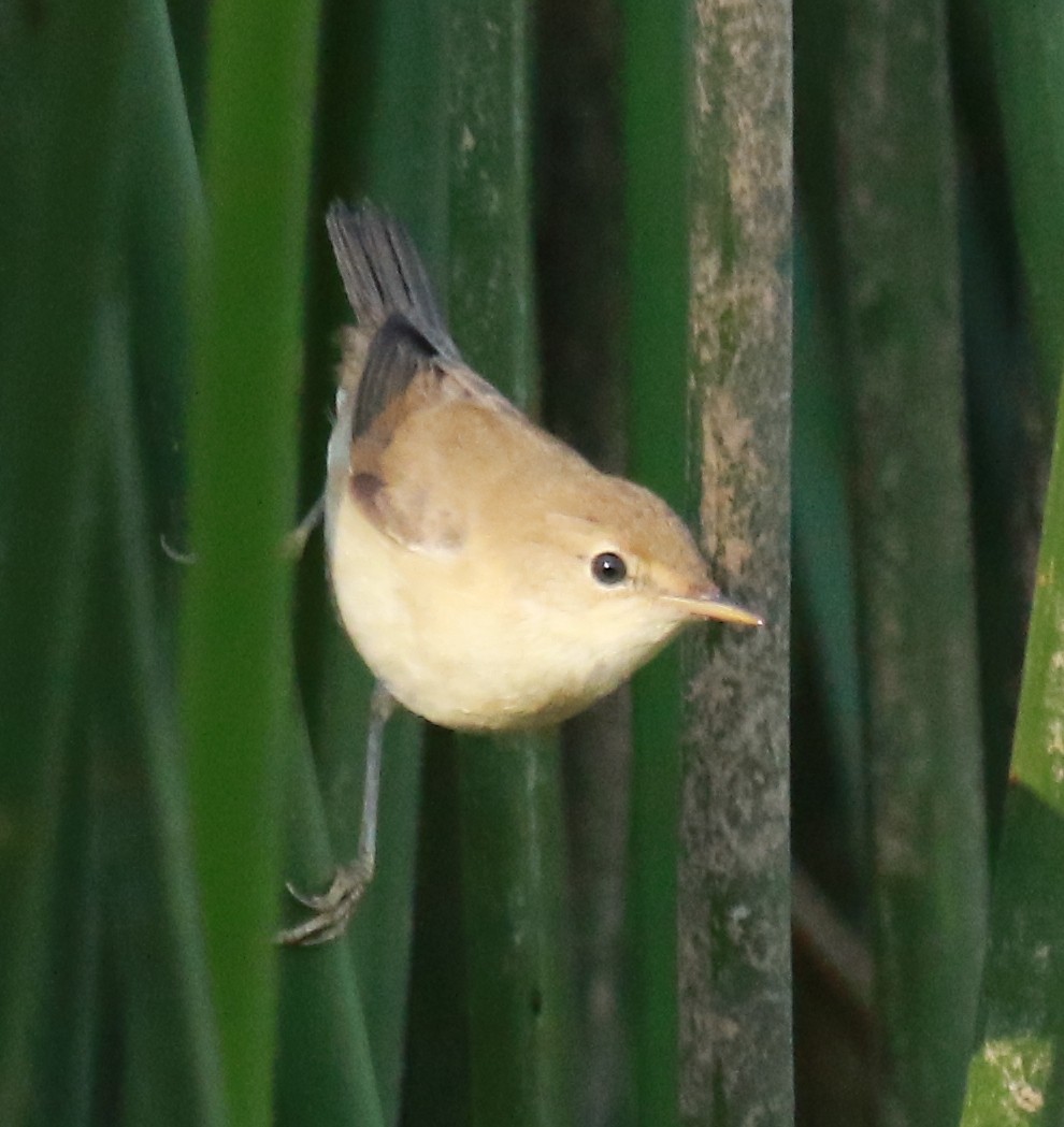 Common Reed Warbler - ML619857775