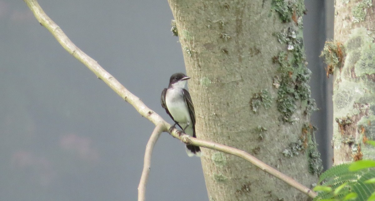 Eastern Kingbird - ML619857812