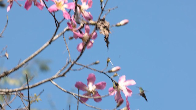 kolibřík zrcadlový - ML619857813