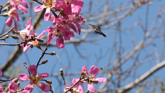 kolibřík zrcadlový - ML619857817