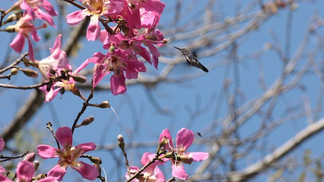 Glittering-throated Emerald - ML619857817