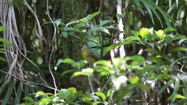 Golden-crowned Warbler - ML619857825