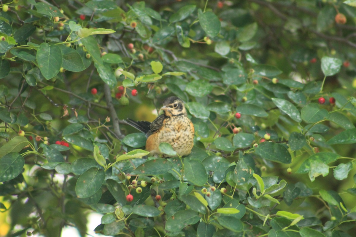 American Robin - ML619857826