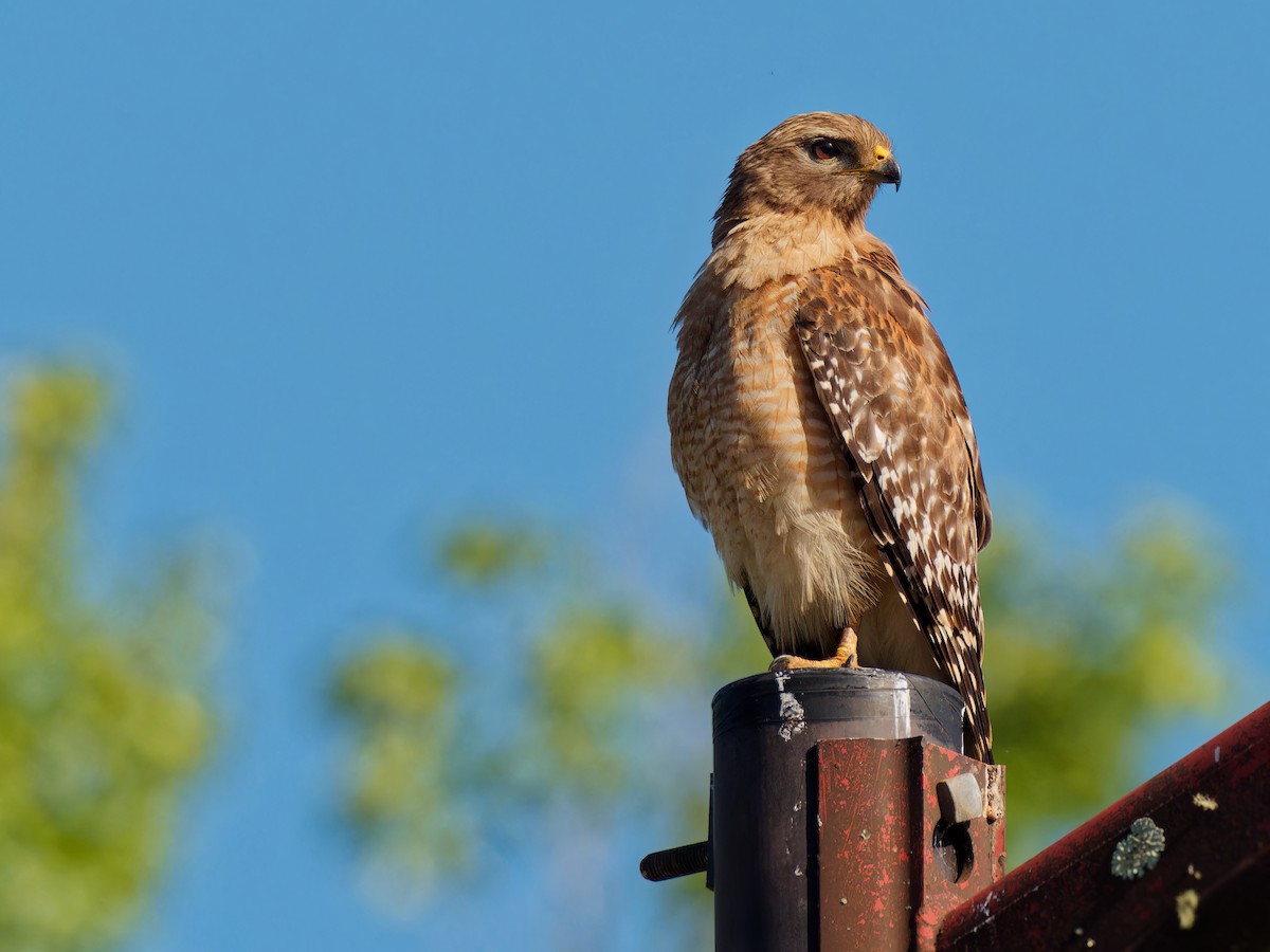 Red-shouldered Hawk - ML619857836