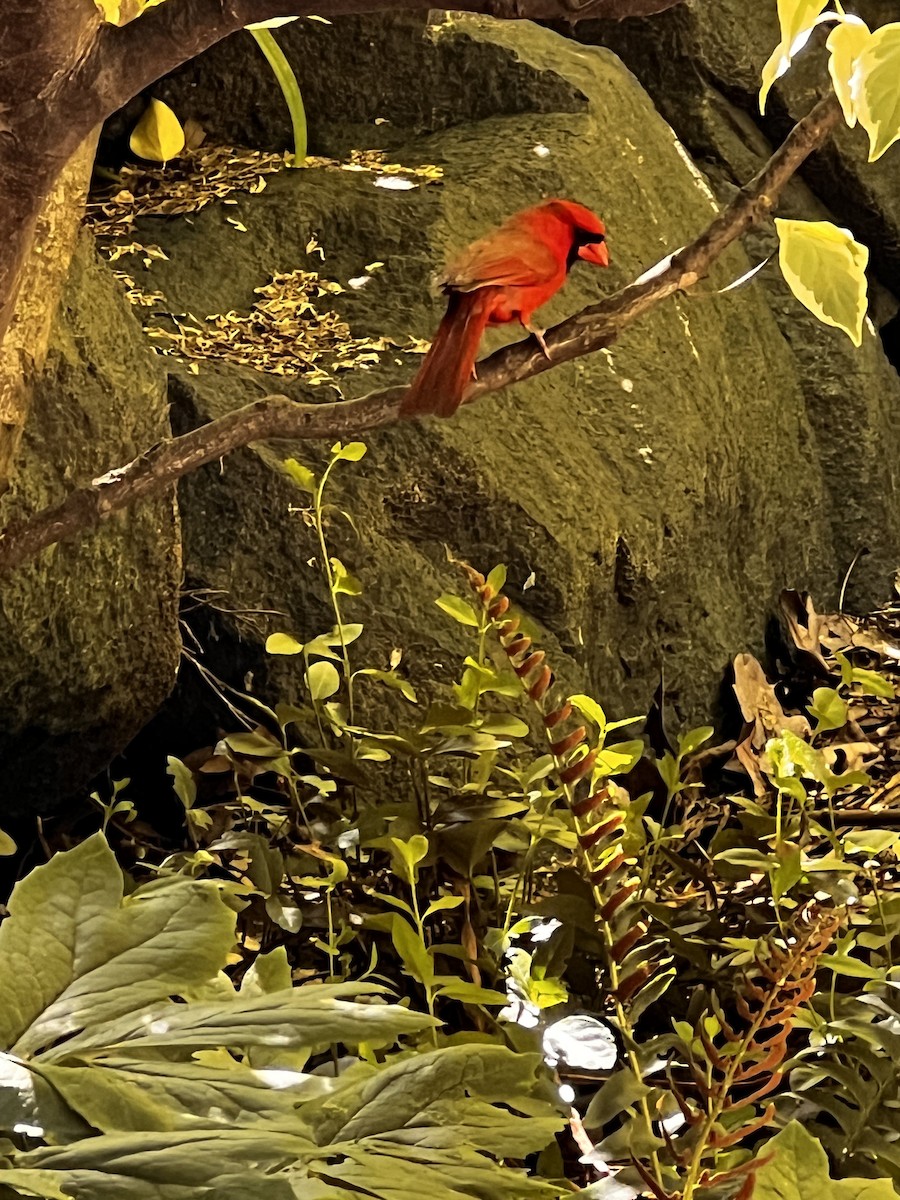 Northern Cardinal - ML619857847