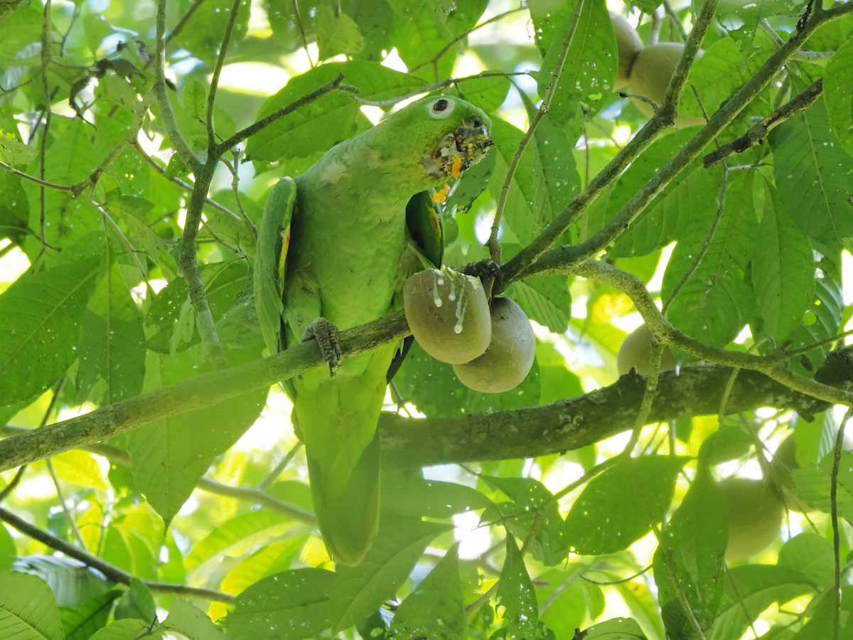 Mealy Parrot - ML619857853