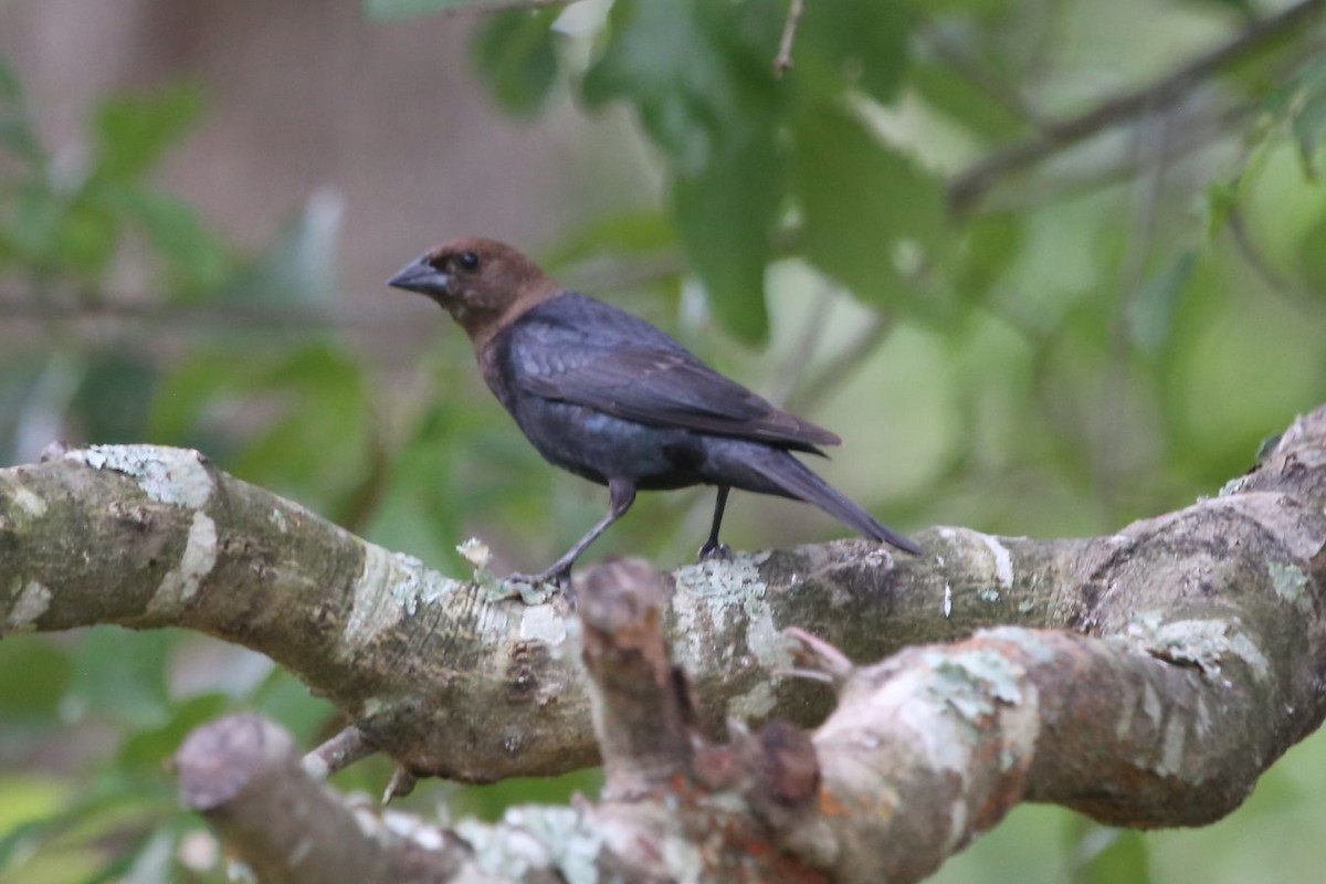 Brown-headed Cowbird - ML619857871