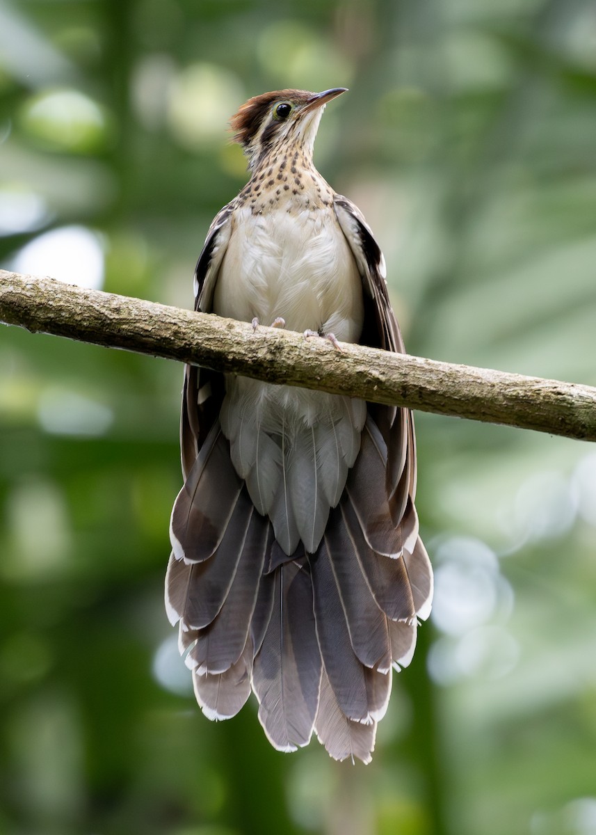 Pheasant Cuckoo - ML619857896