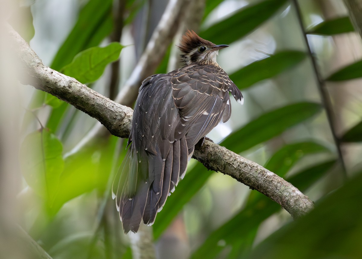 Pheasant Cuckoo - ML619857897