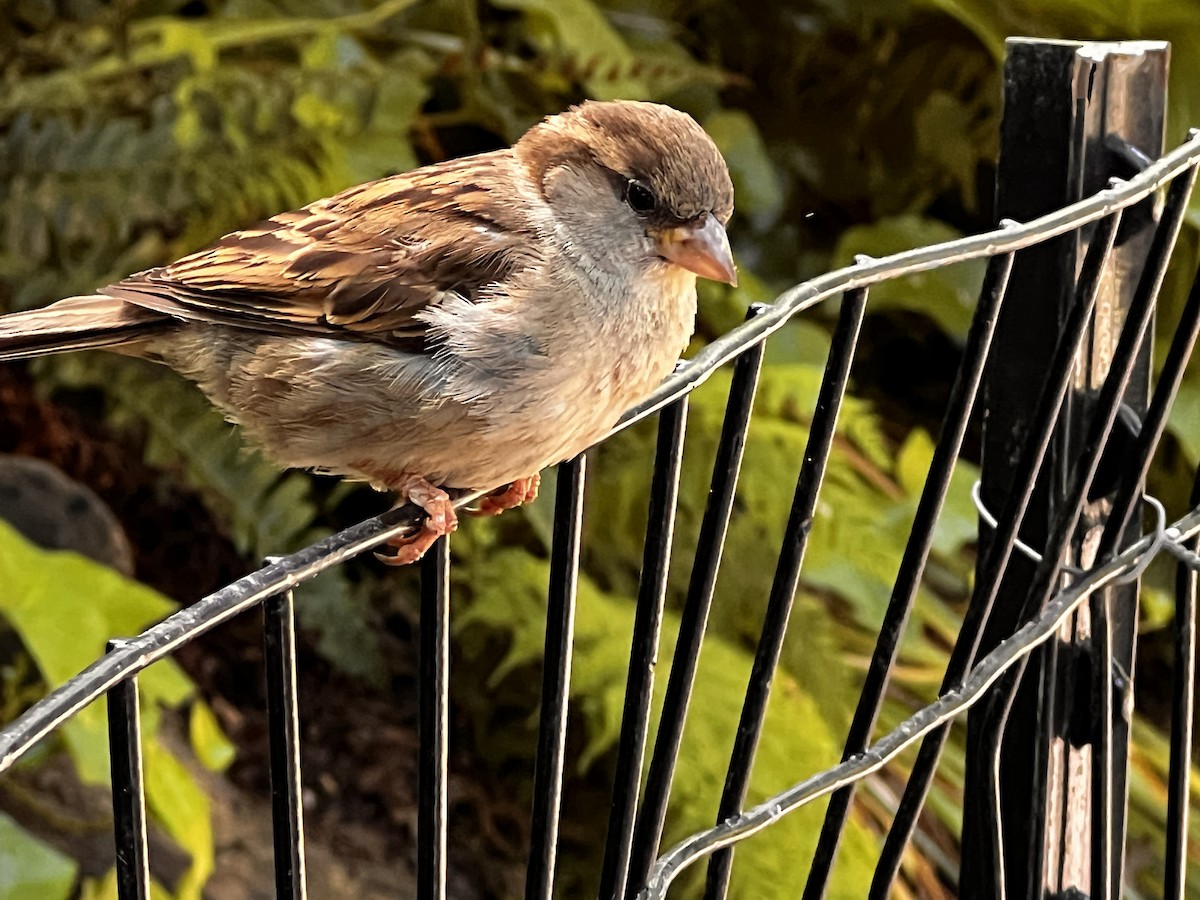 House Sparrow - ML619857900