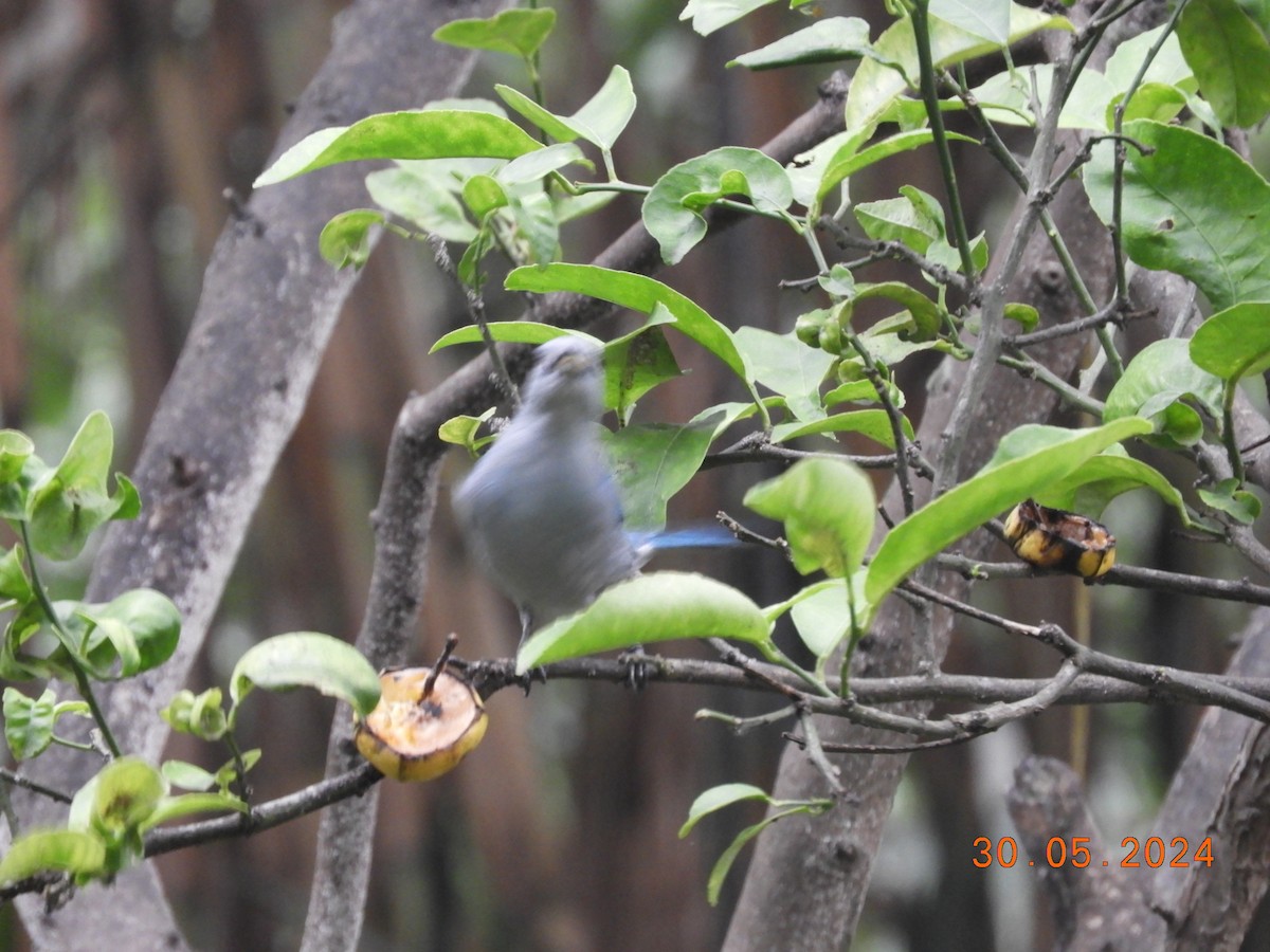 Blue-gray Tanager - ML619857916