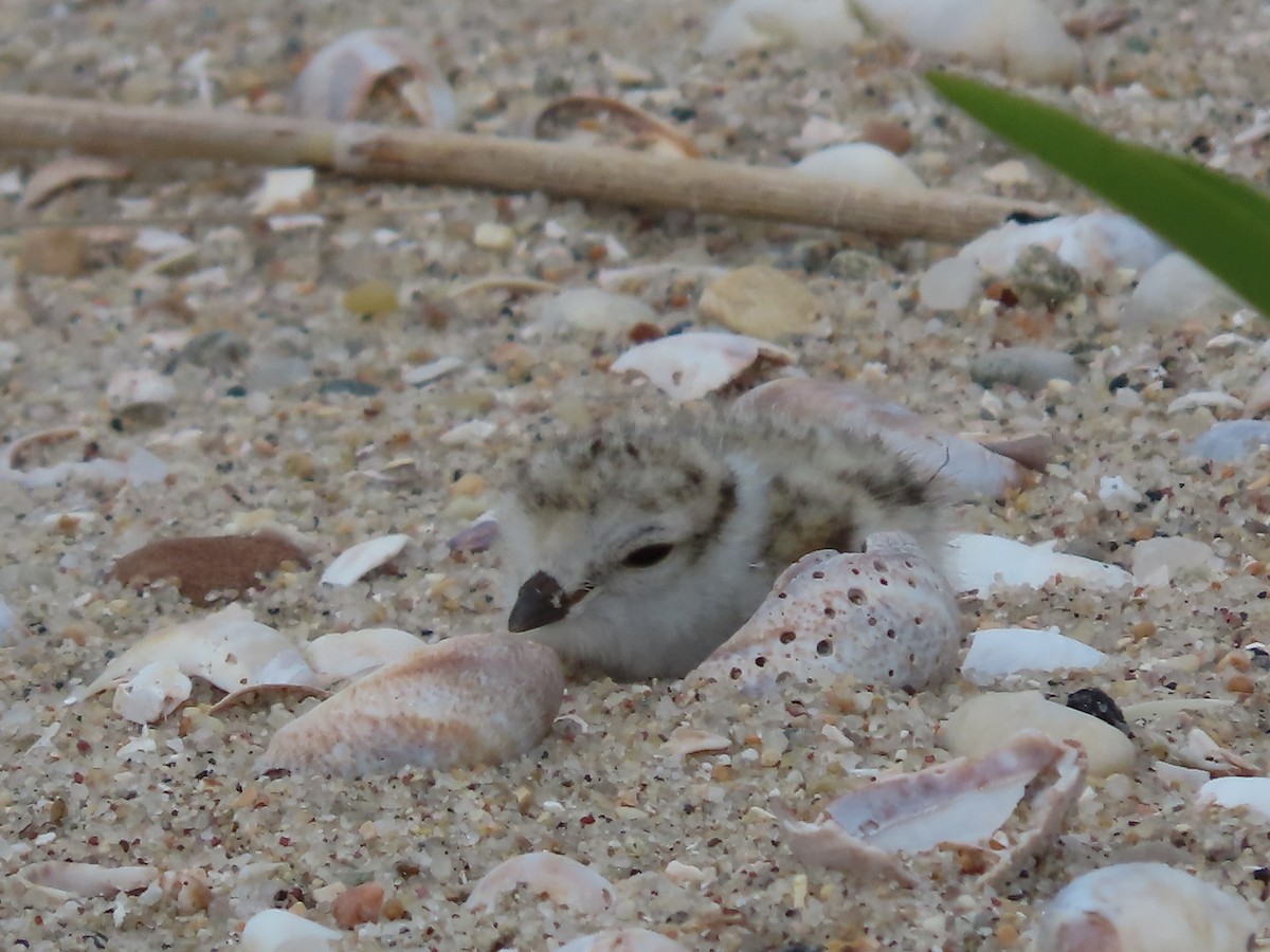 Piping Plover - ML619857925
